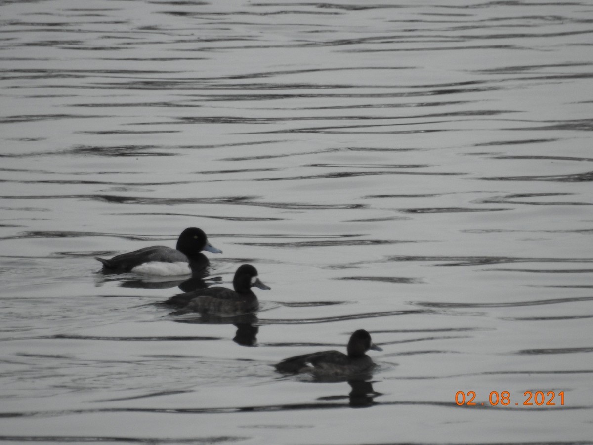 Greater Scaup - ML306532791