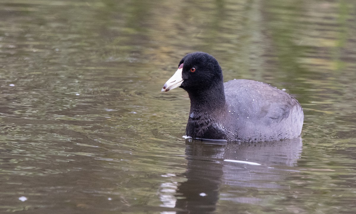 American Coot (Red-shielded) - ML306534521