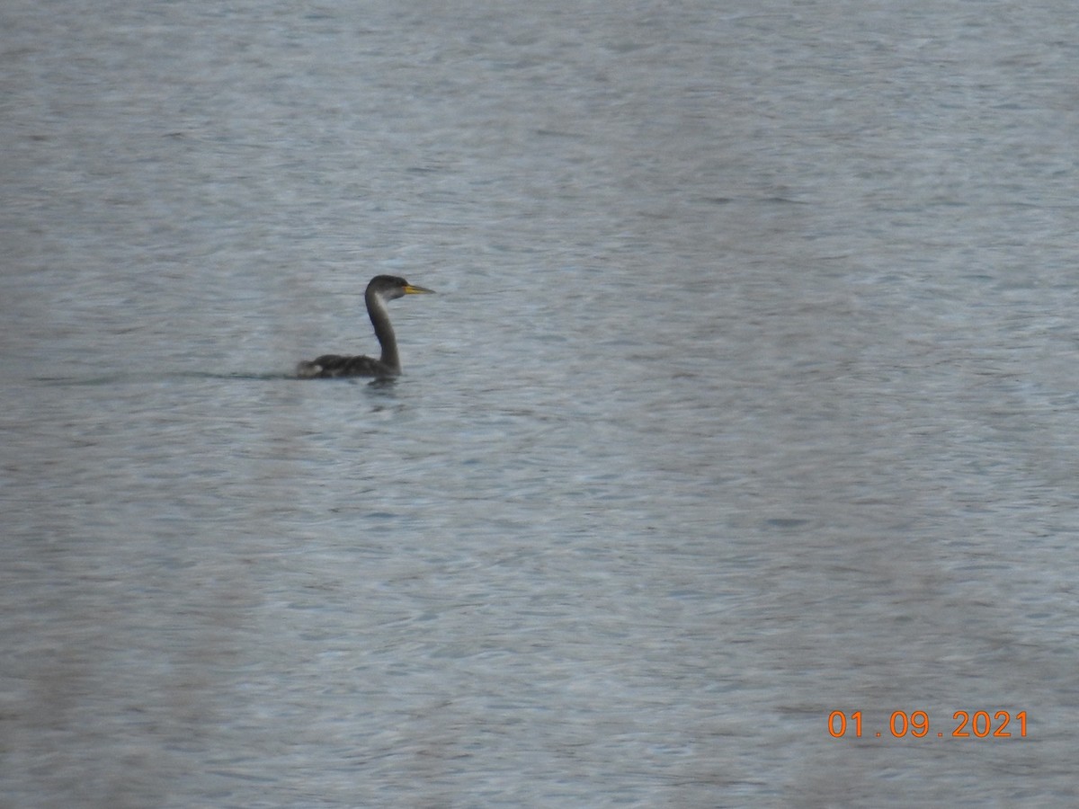 Red-necked Grebe - ML306535731