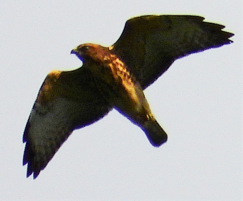 Broad-winged Hawk - Joe Minor