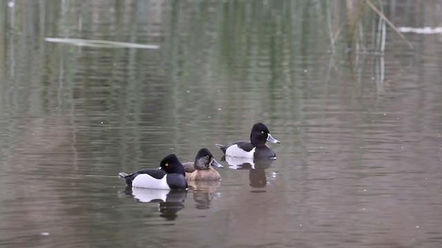 Ring-necked Duck - ML306543651