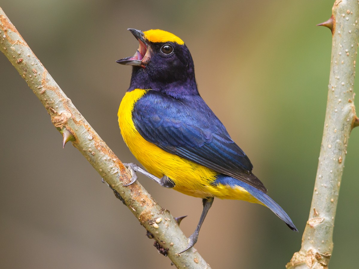 Orange-bellied Euphonia - Euphonia xanthogaster - Birds of the World