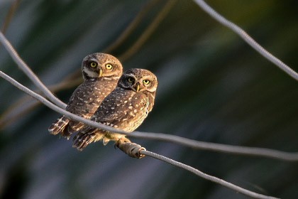 Spotted Owlet - ML306548261