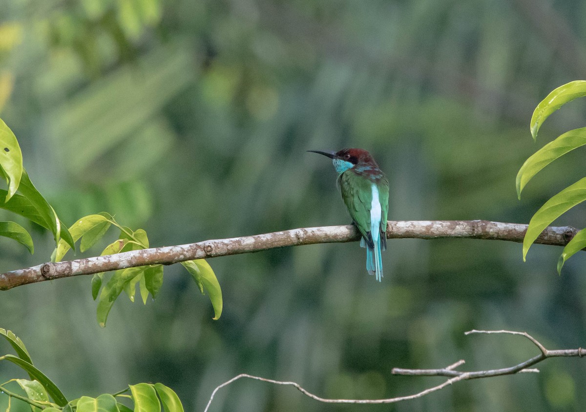 Blue-throated Bee-eater - ML306549041