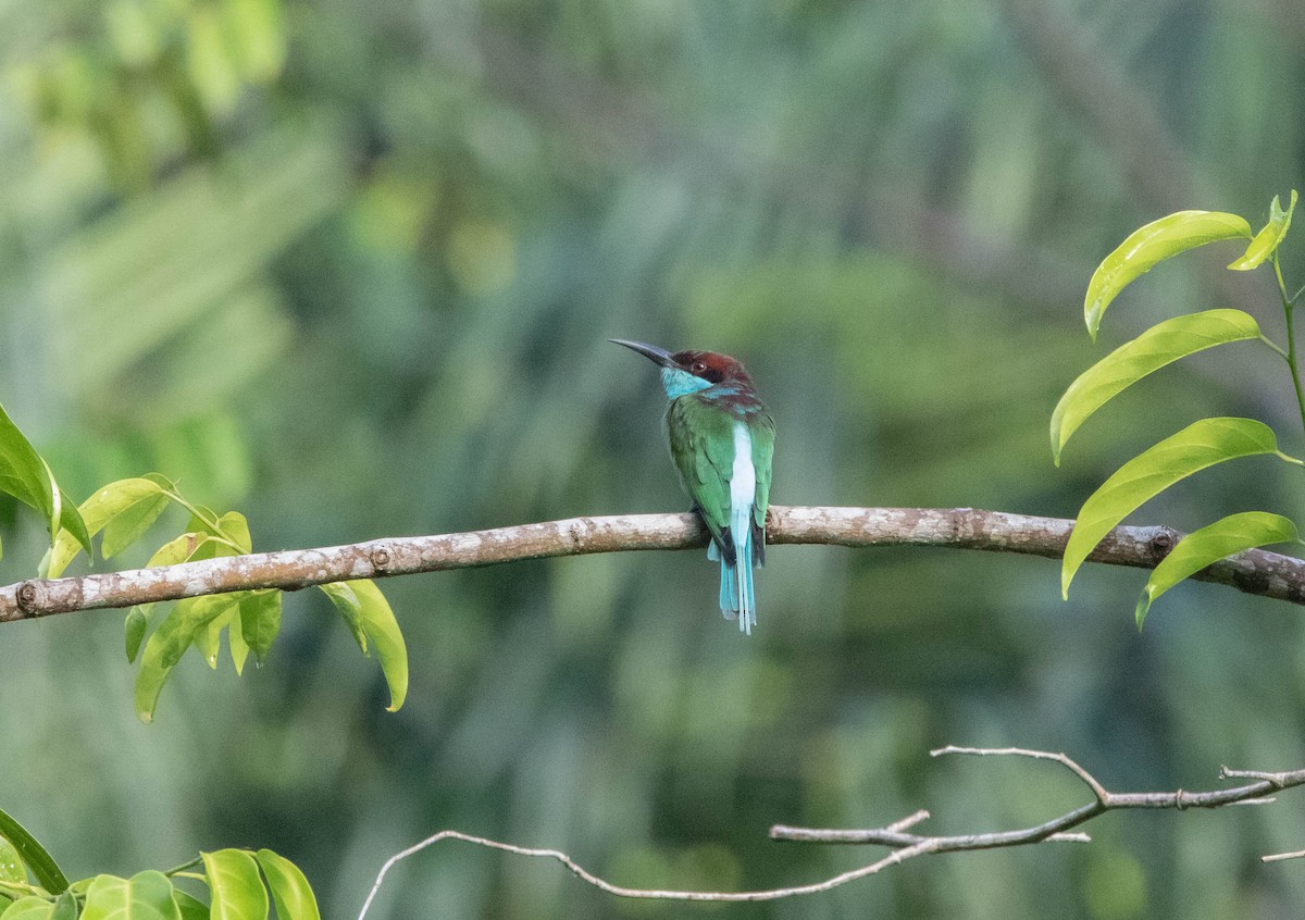 Blue-throated Bee-eater - ML306549051