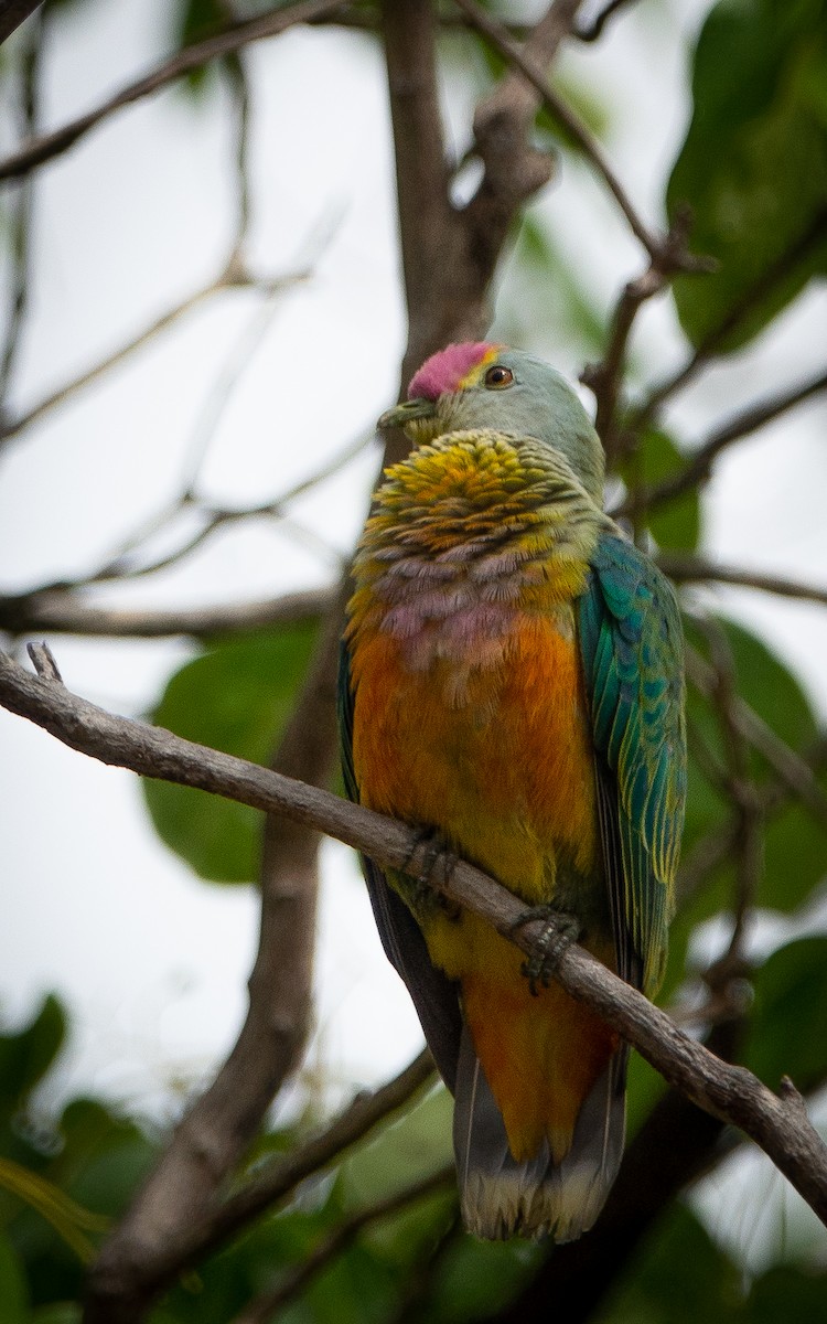 Rose-crowned Fruit-Dove - ML306549141