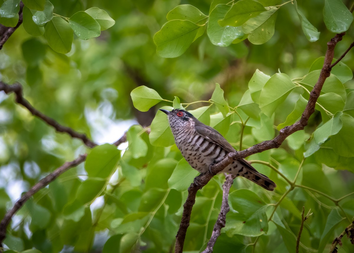 Little Bronze-Cuckoo - Forest Tomlinson