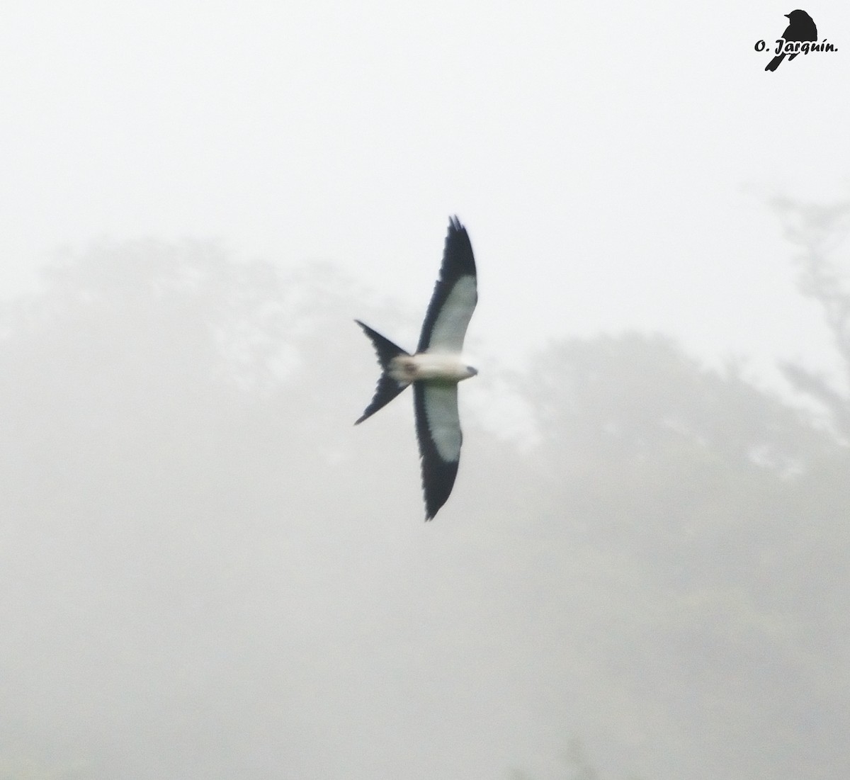 Swallow-tailed Kite - ML30655211