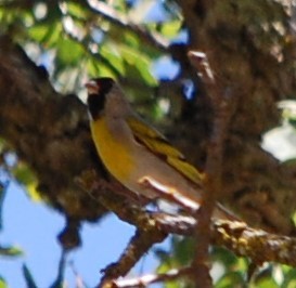 Lawrence's Goldfinch - ML30655261
