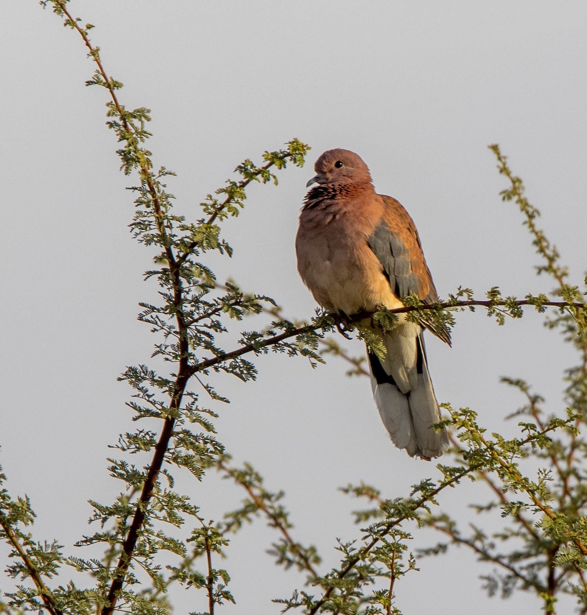 Laughing Dove - ML306554261