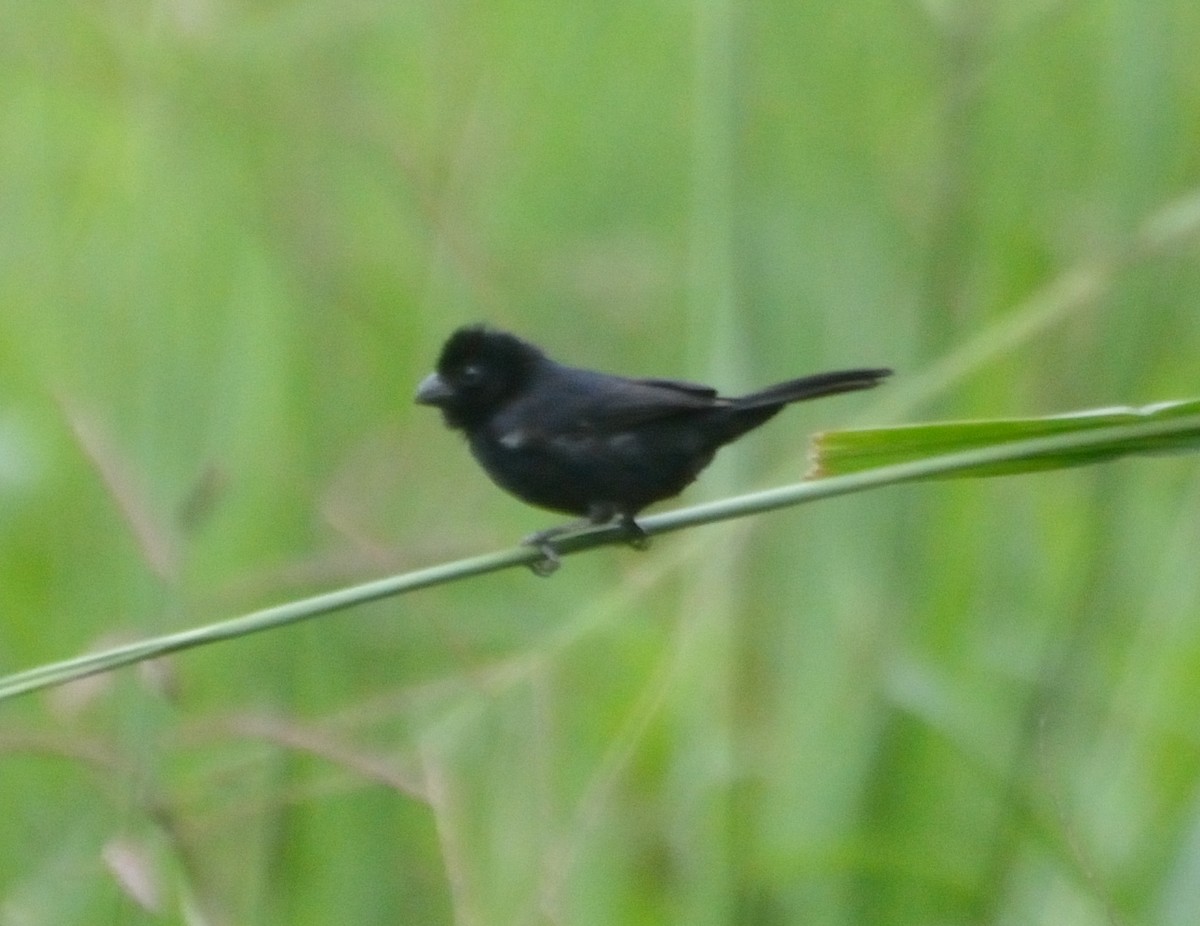 Variable Seedeater - ML30655721