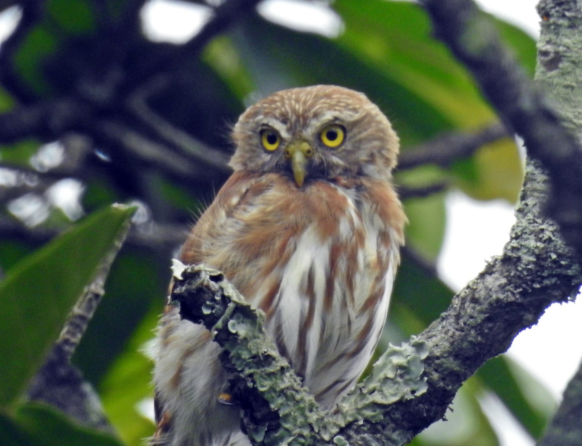 Ferruginous Pygmy-Owl - ML30655801