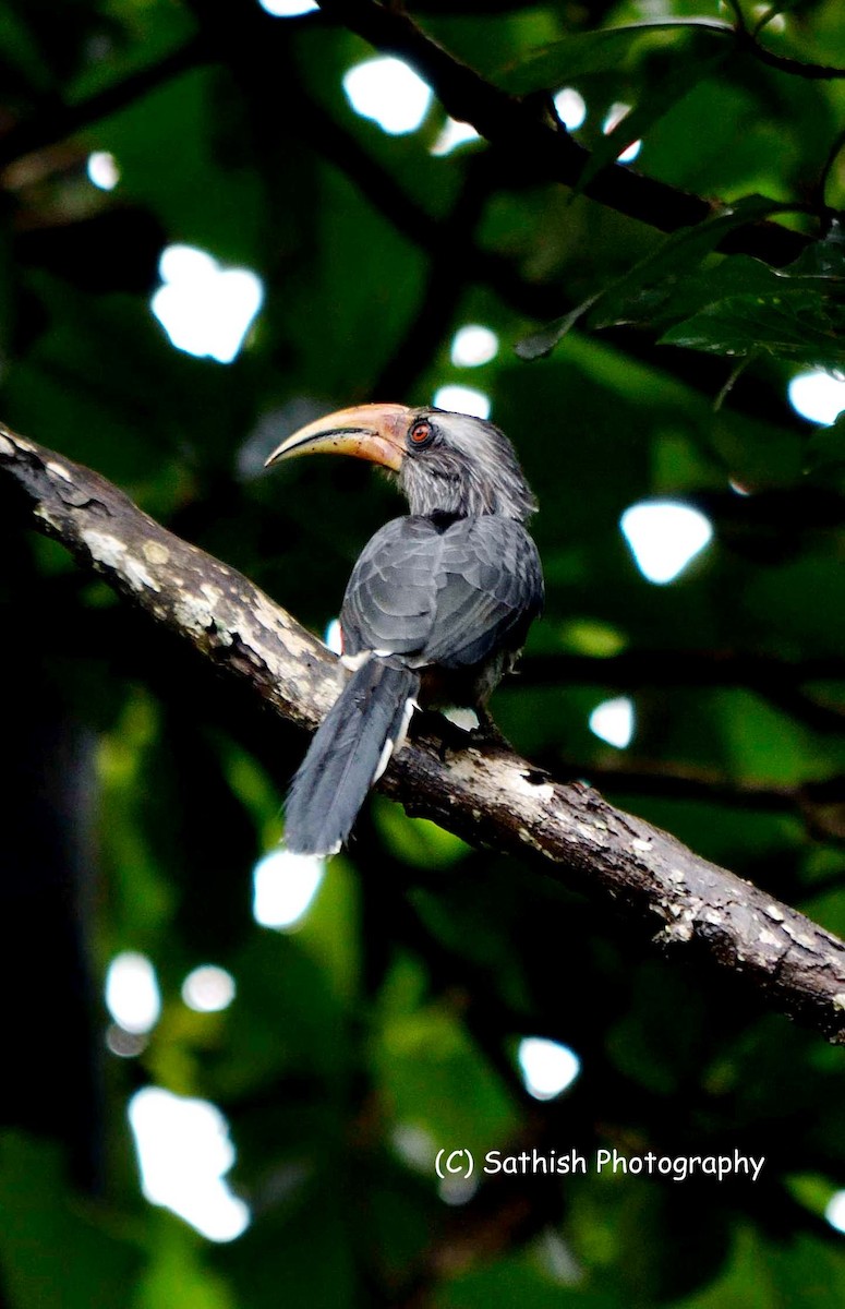 Malabar Gray Hornbill - Sathish Ramamoorthy