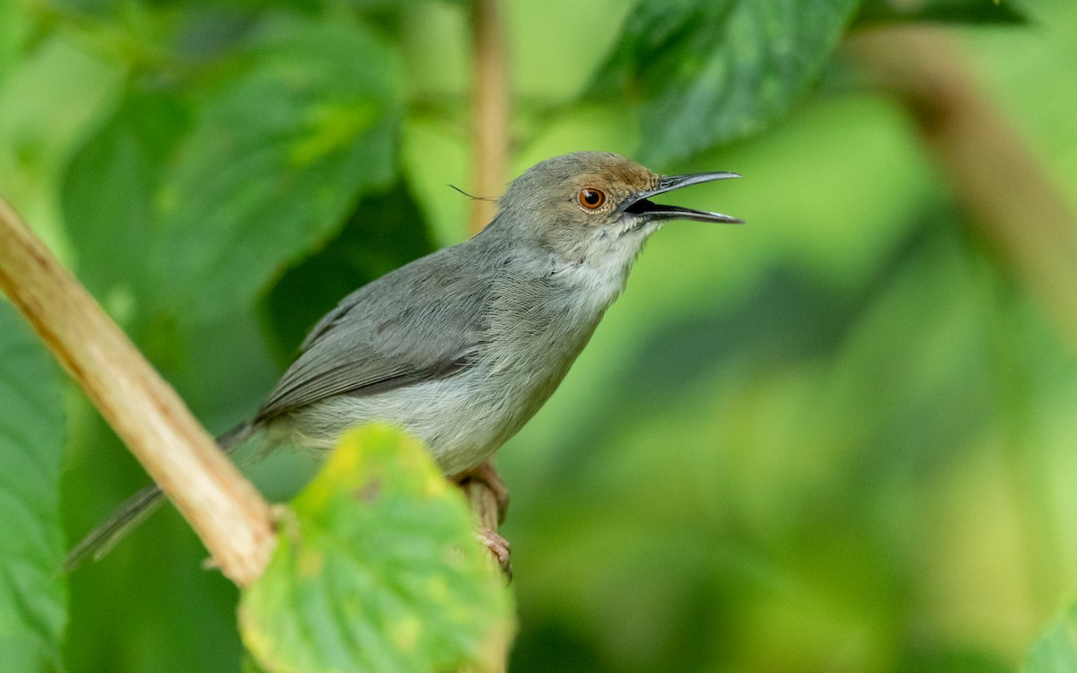 Long-billed Tailorbird - Jean-Louis  Carlo