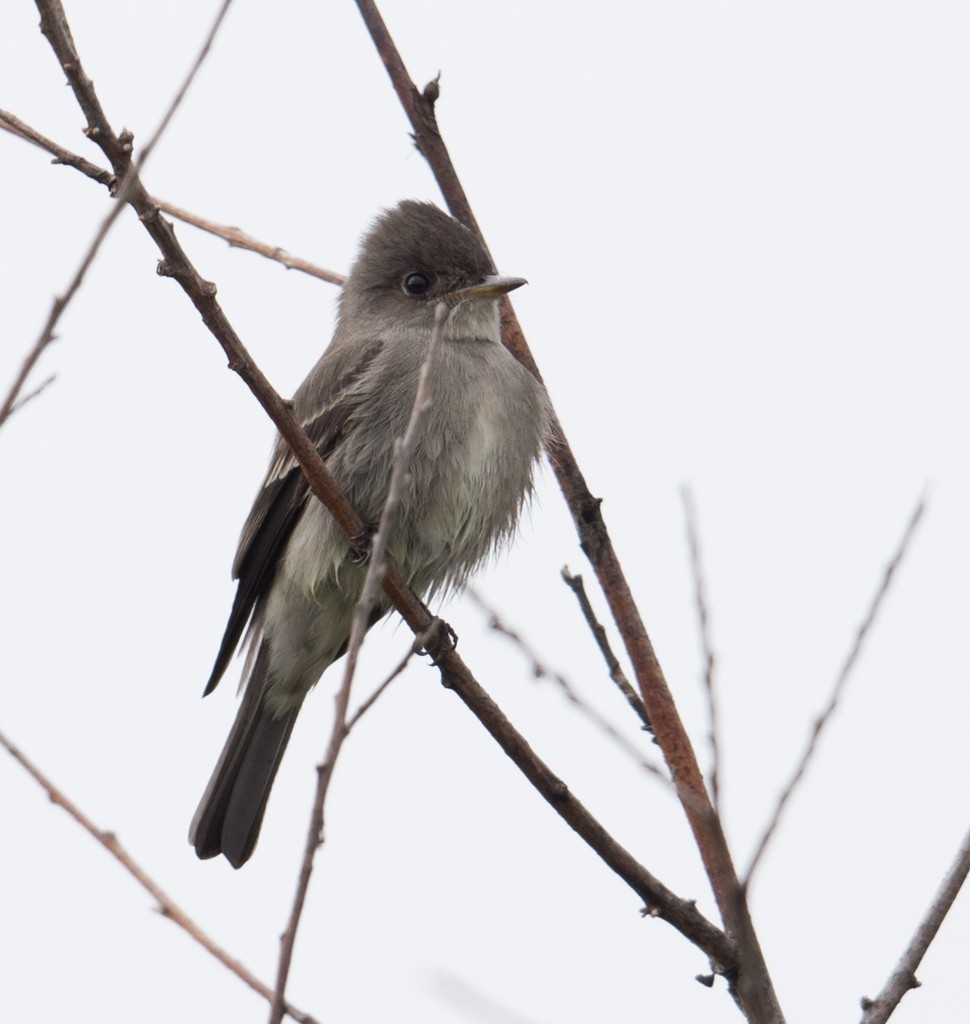 Western Wood-Pewee - Michael Bolte