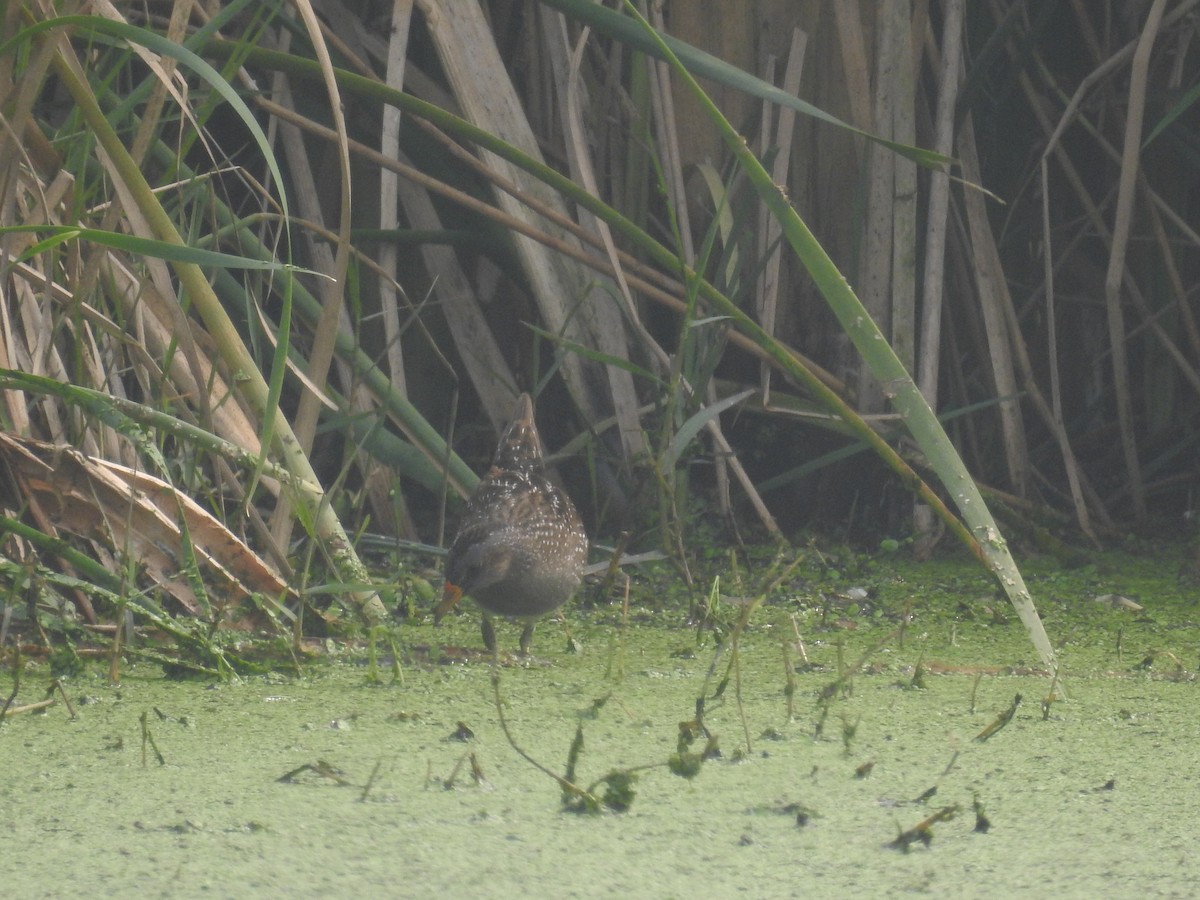 Spotted Crake - ML306562351