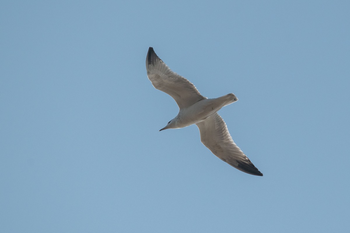 Herring Gull (Mongolian) - ML306563341