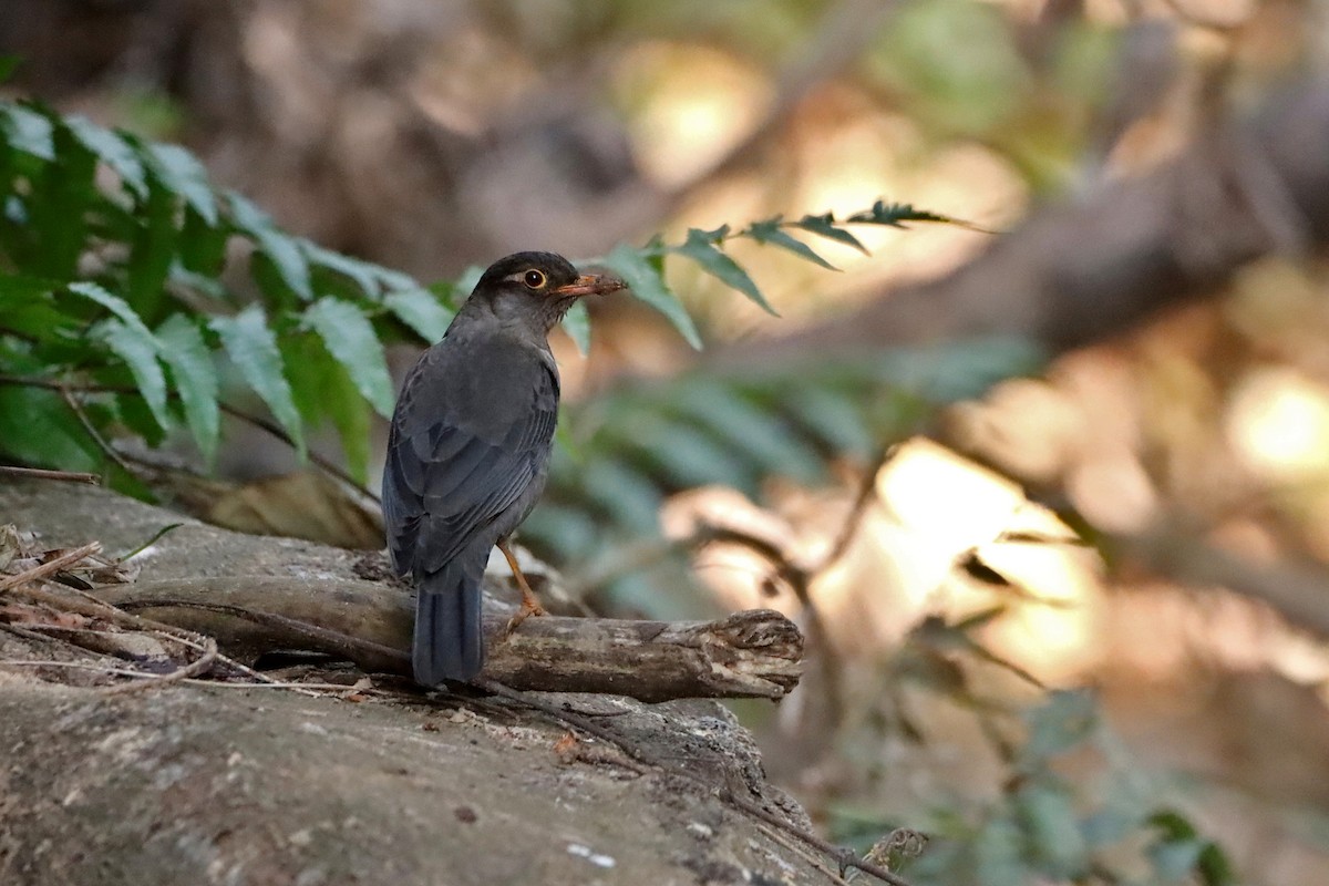 Indian Blackbird (Black-capped) - Novelkumar M S