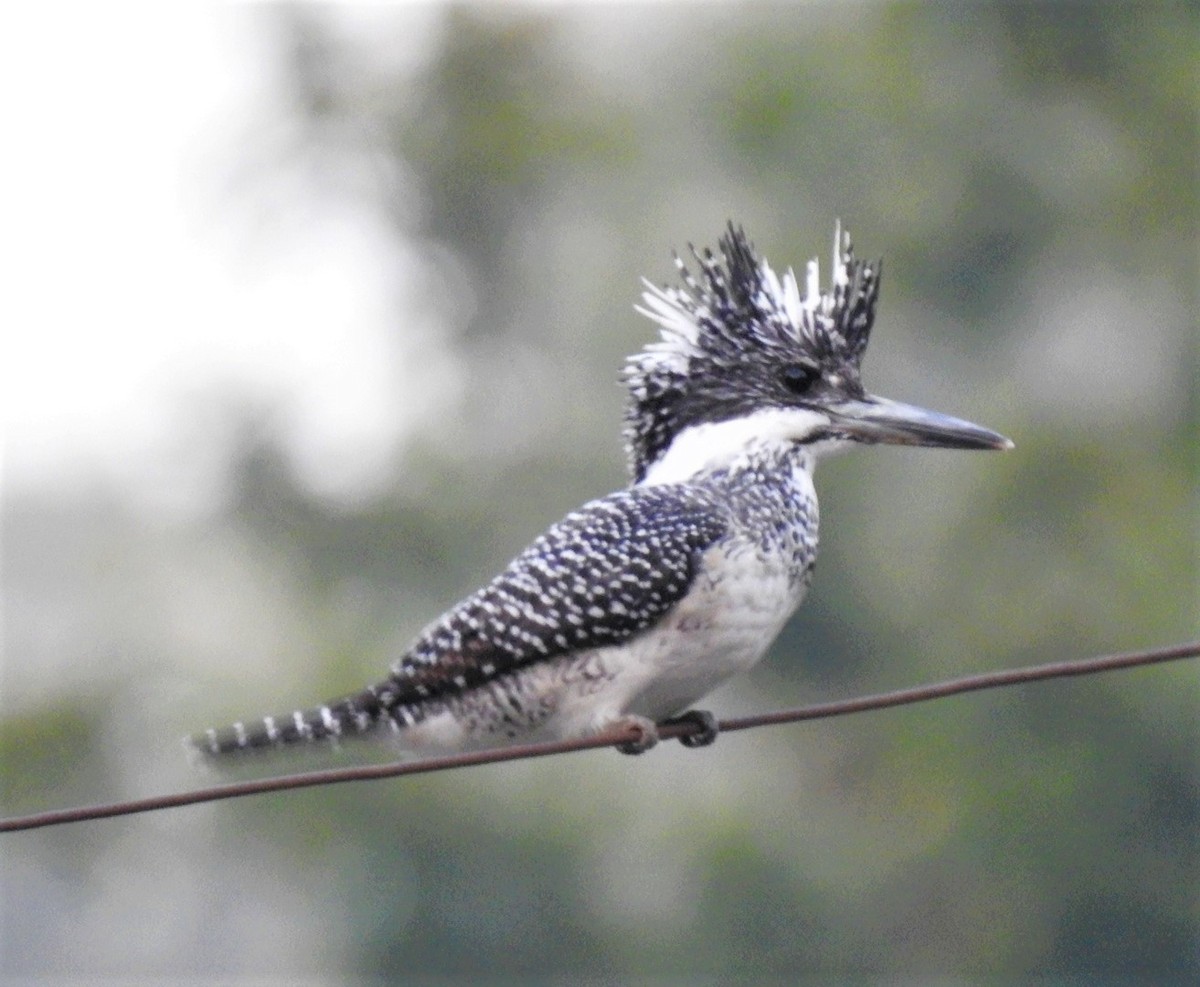 Crested Kingfisher - ML306566521
