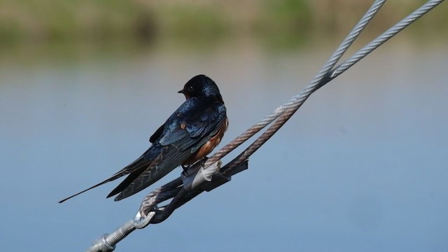 Barn Swallow (Tytler's) - ML306570421