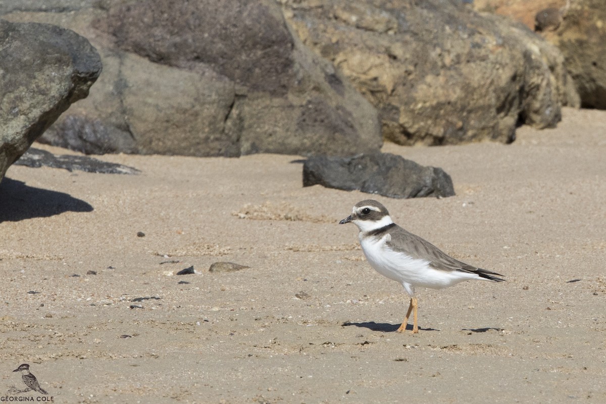 Common Ringed Plover - ML306574891