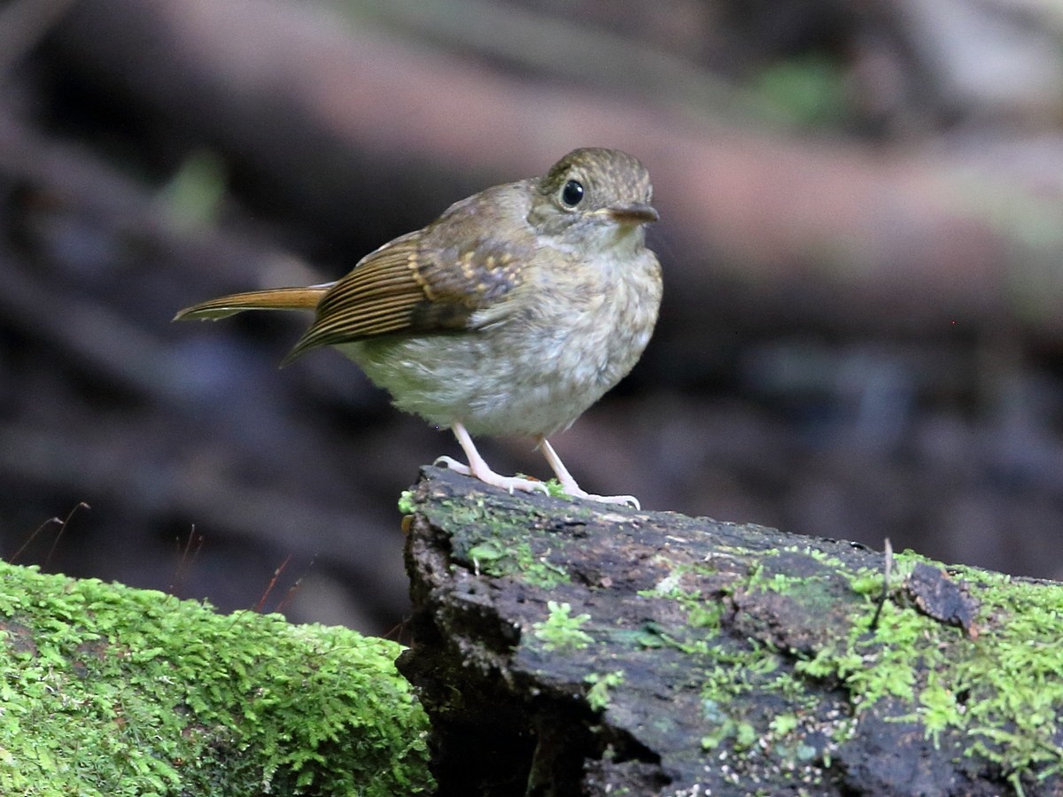 Rufous-chested Flycatcher - ML306575761