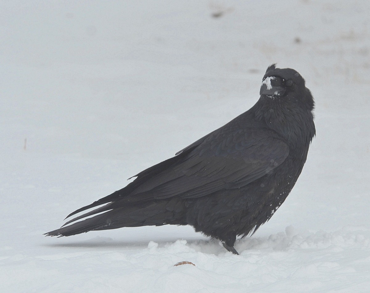 Common Raven - Richard Haimes