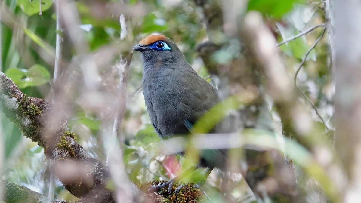 Red-fronted Coua - Jan Ekkers