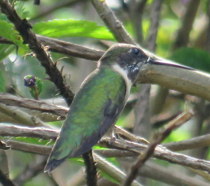 Ruby-throated Hummingbird - George and Teresa Baker