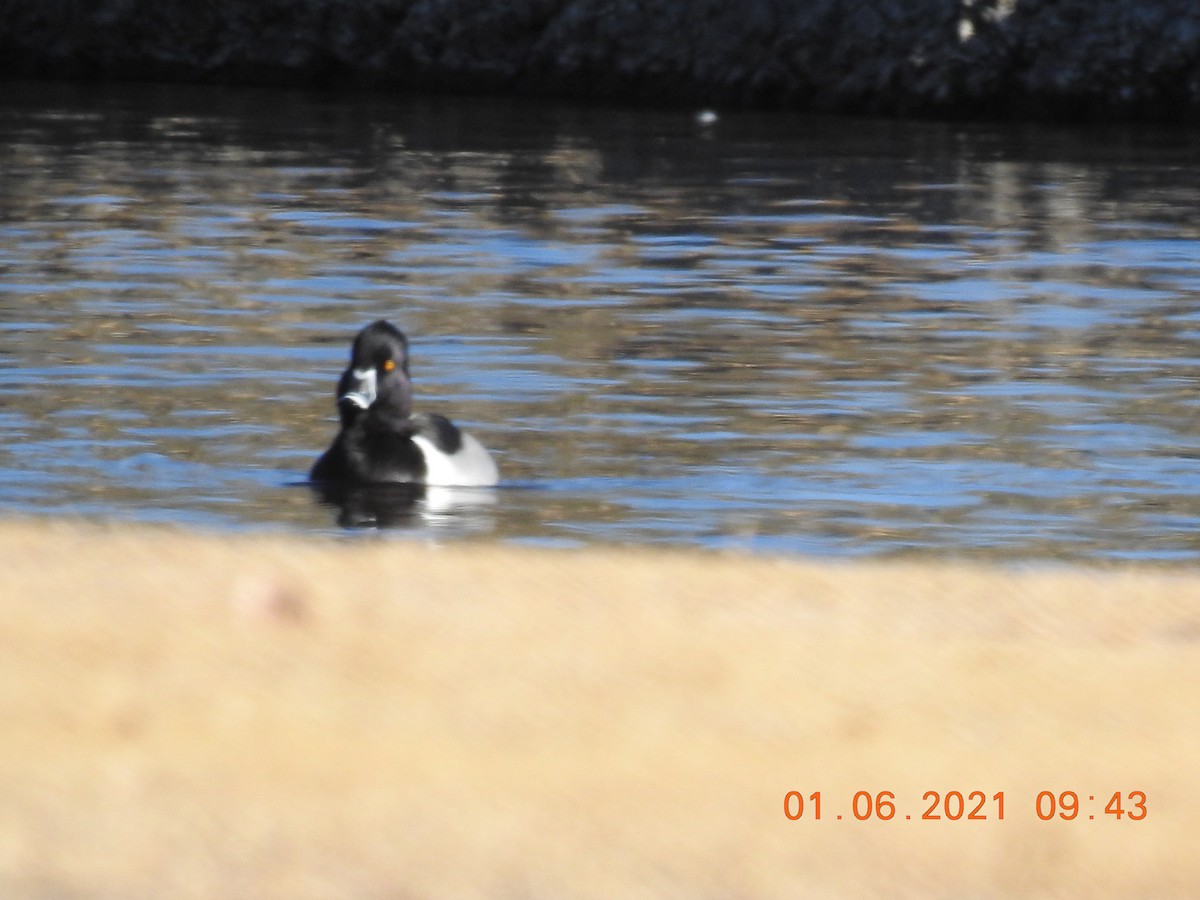 Ring-necked Duck - K.C. Anderson