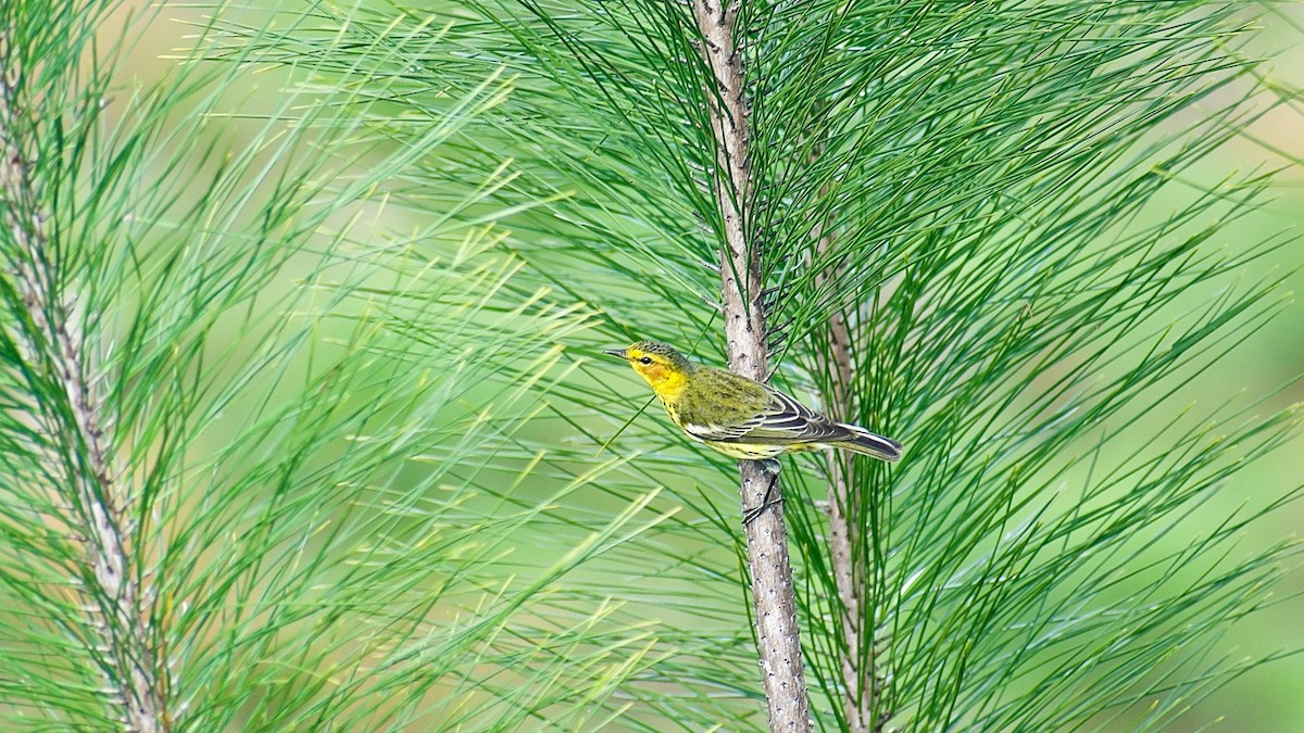 Cape May Warbler - ML306587841