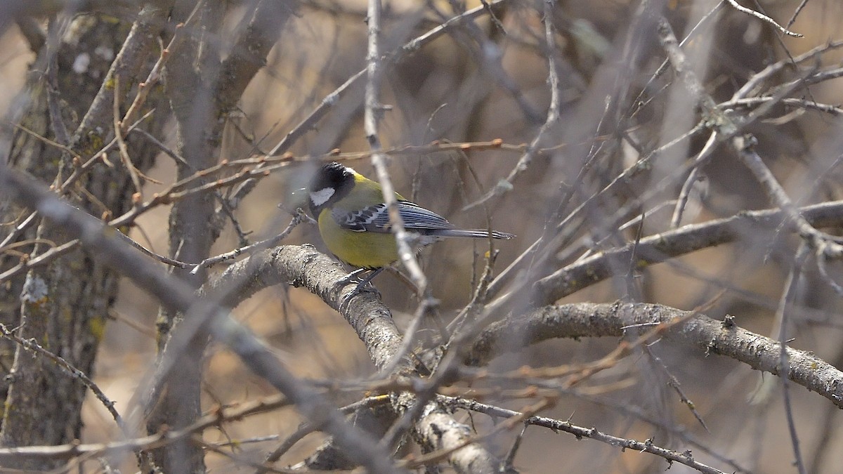 Green-backed Tit - ML306589151