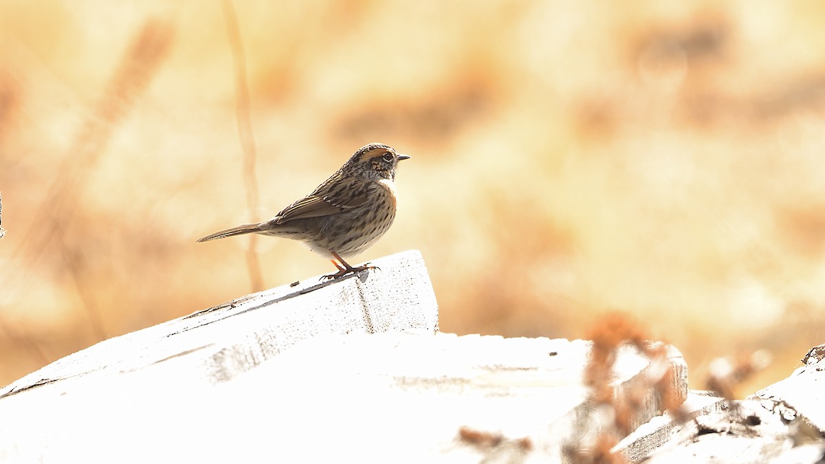 Rufous-breasted Accentor - ML306589201