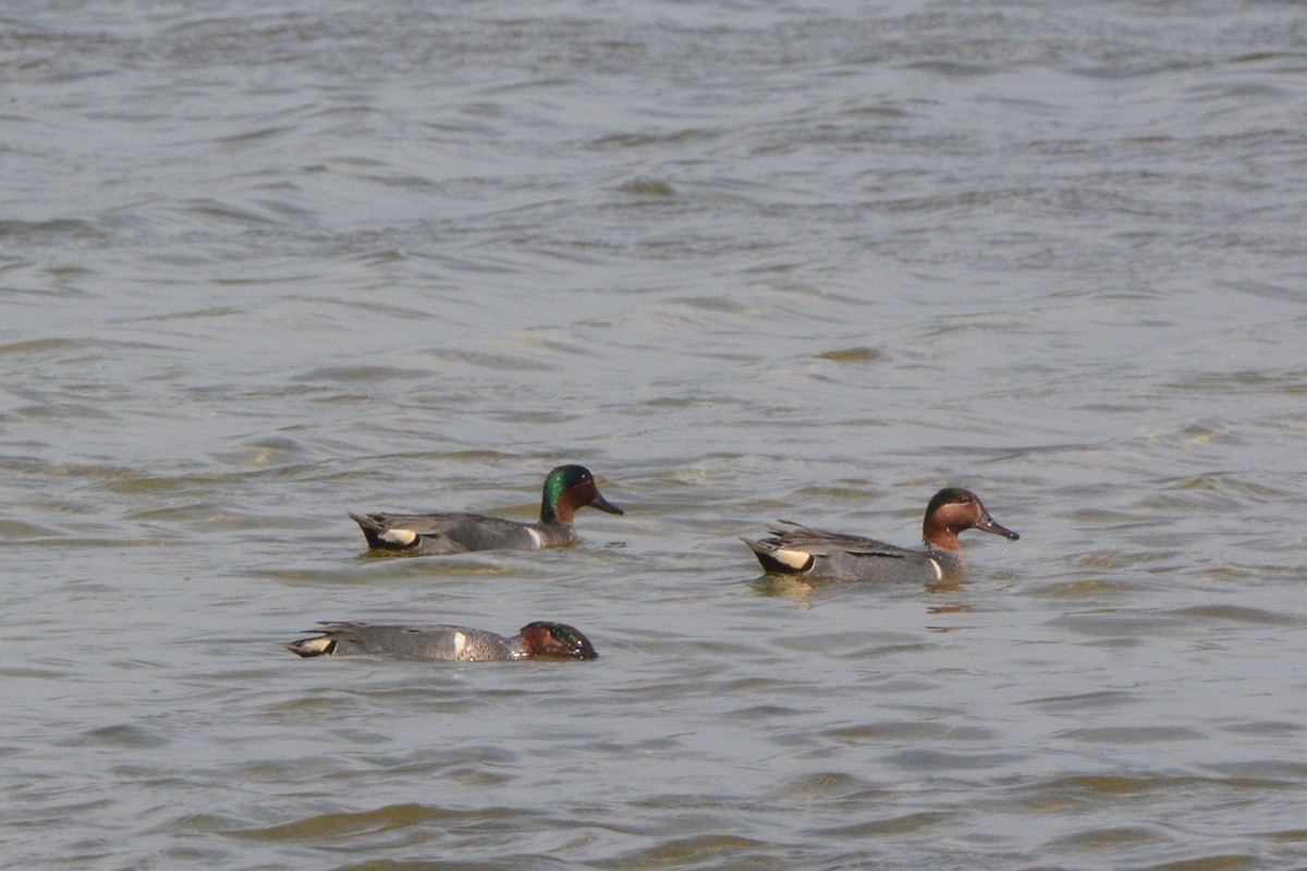 Green-winged Teal - Bob & Anne-Marie Taylor