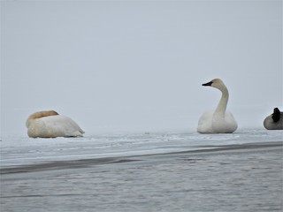 Trumpeter Swan, ML306591571