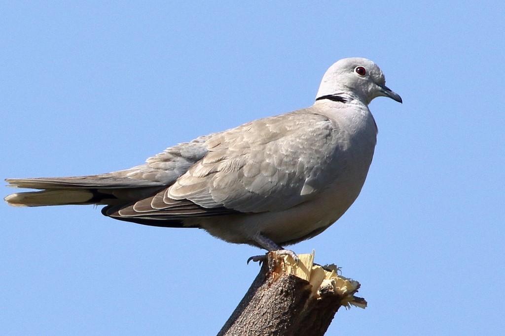 Eurasian Collared-Dove - ML306593661