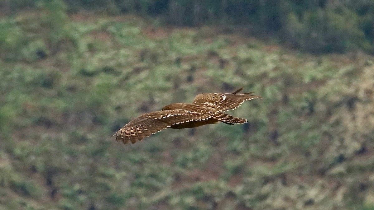 Marsh Owl - Jan Ekkers