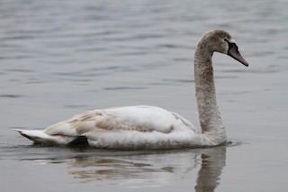 Mute Swan, ML306609251