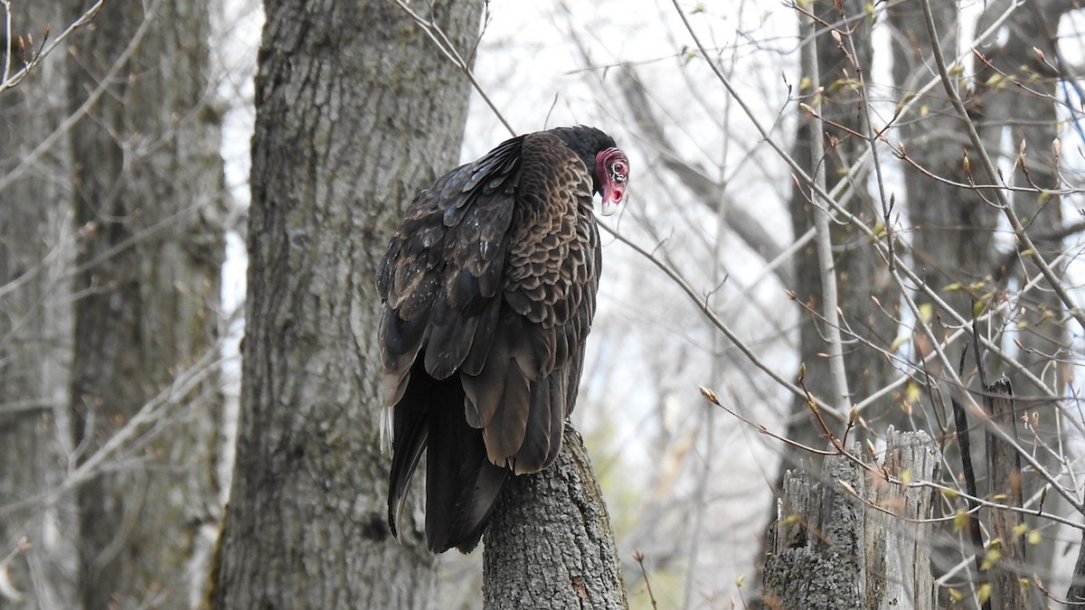 Turkey Vulture - ML306610741