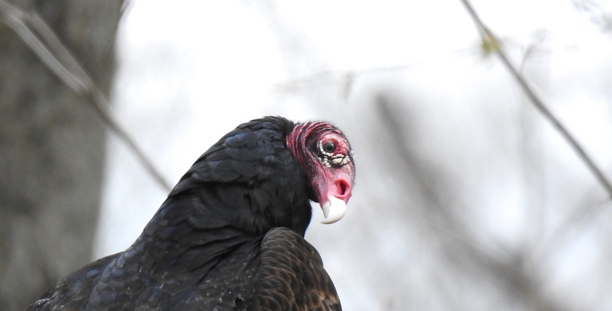 Turkey Vulture - ML306610771