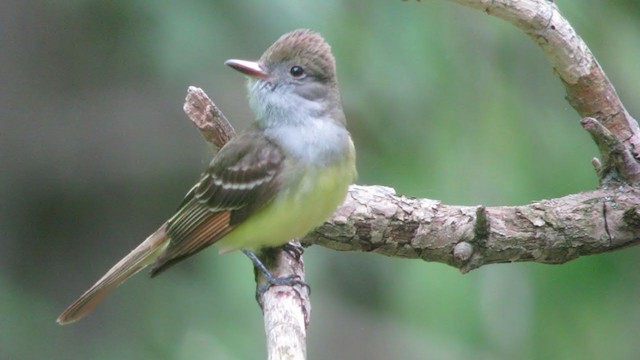 Great Crested Flycatcher - ML306611091