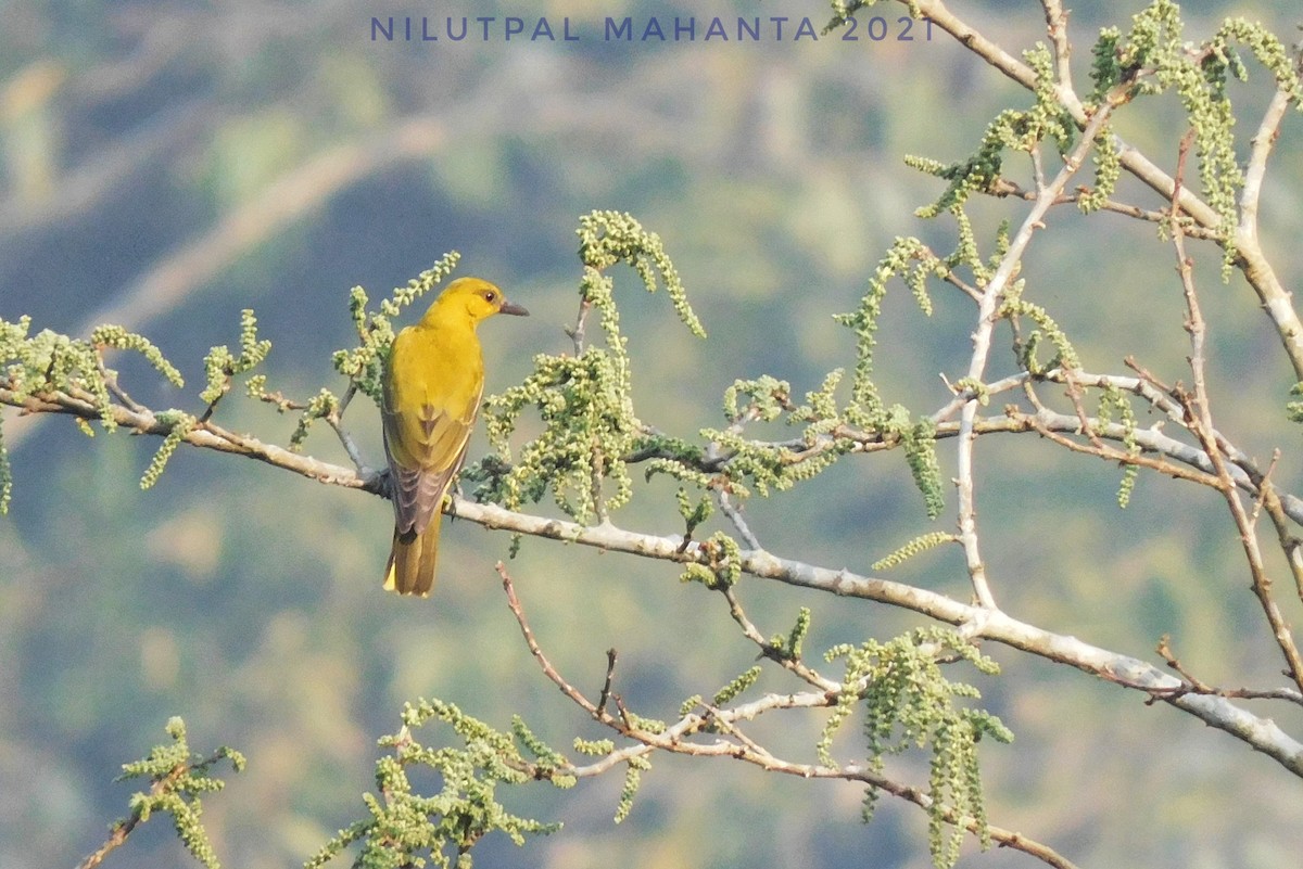Indian Golden Oriole - ML306613871