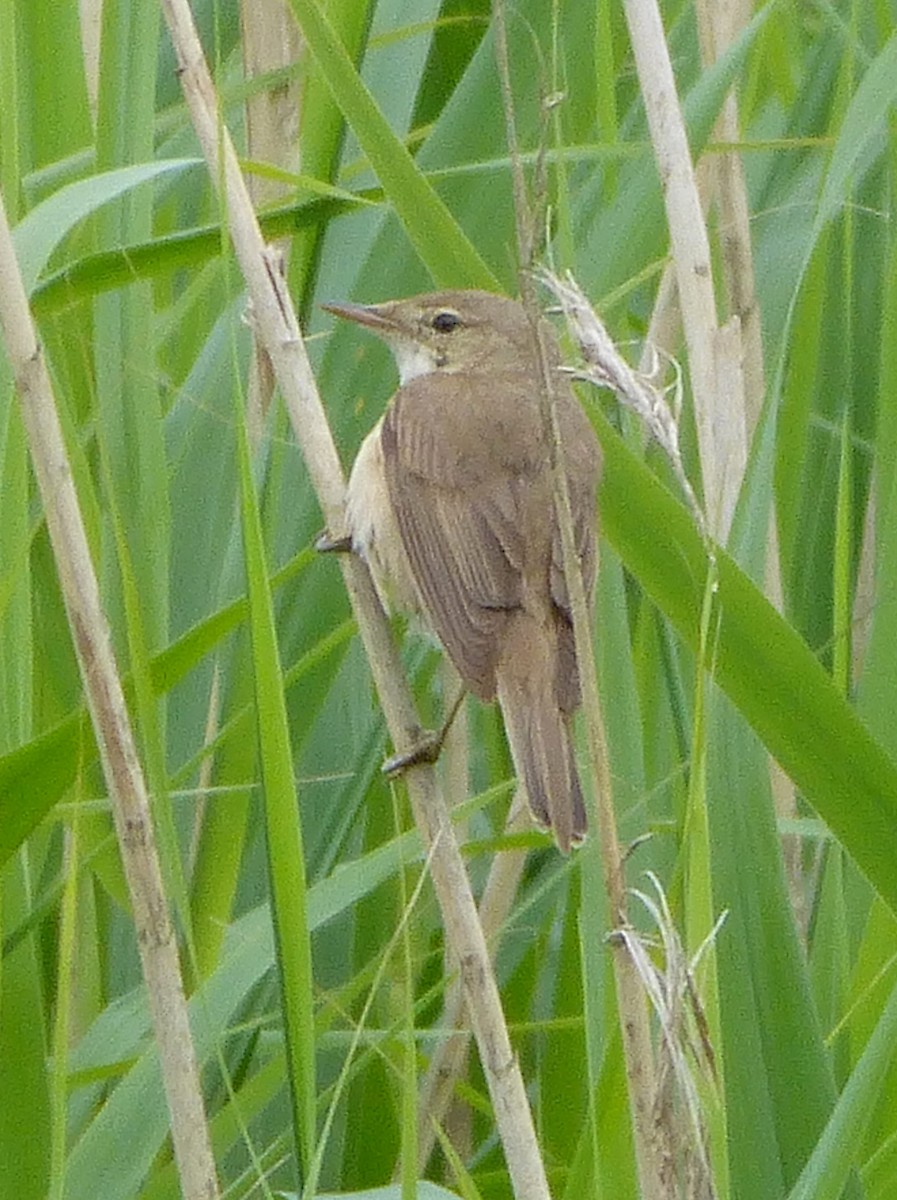 Common Reed Warbler - Clive S. & Sheila M. Williamson
