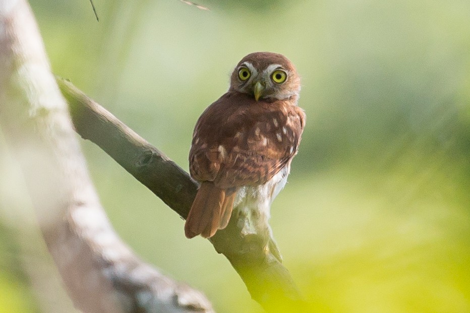 Peruvian Pygmy-Owl - Peter Hellman