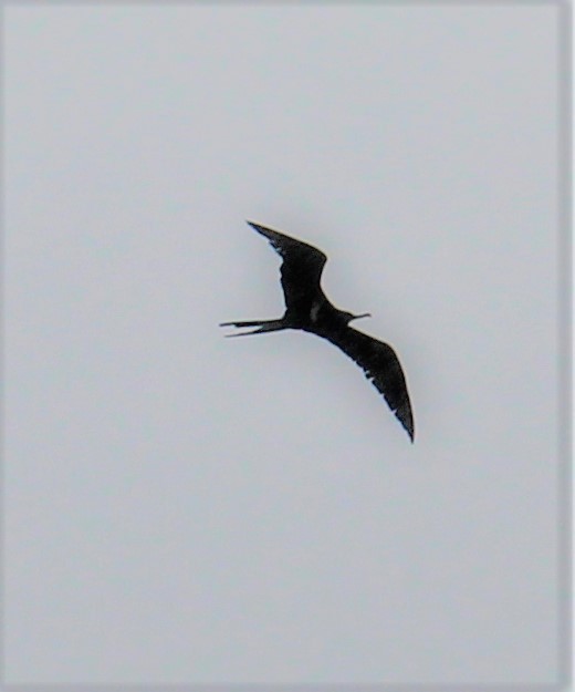 Lesser Frigatebird - Danidu Geeganage