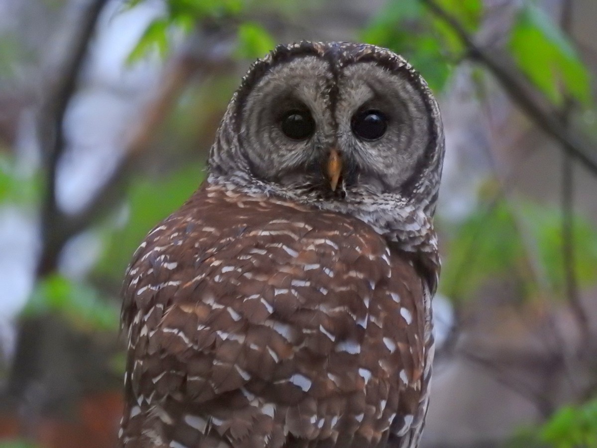 Barred Owl - Jeffrey Gammon