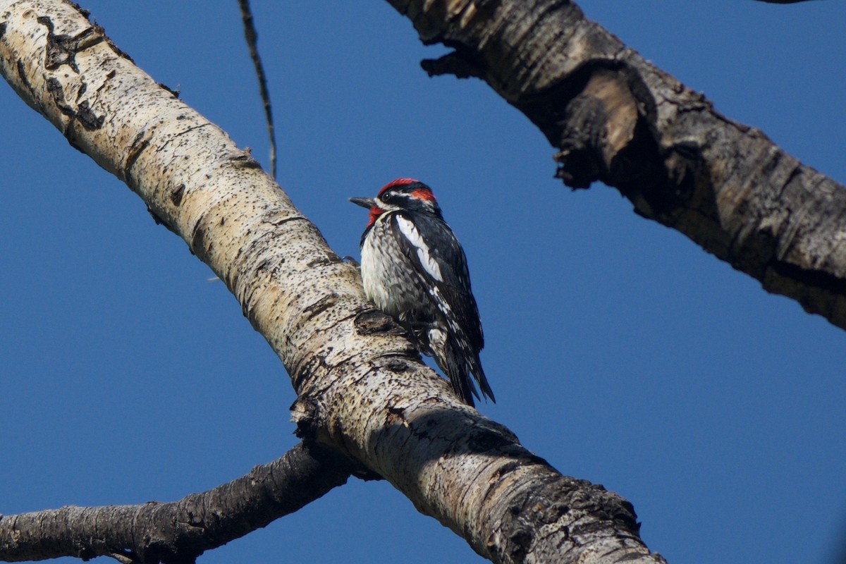 Red-naped Sapsucker - Cory Gregory