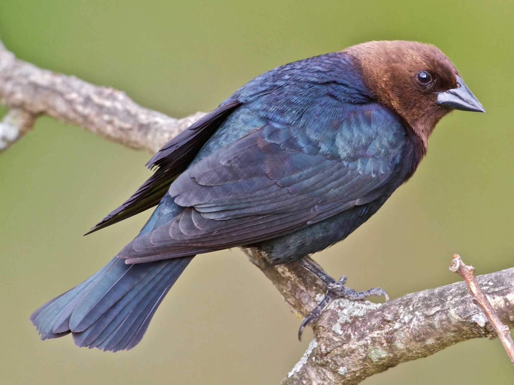 Brown-headed Cowbird - eBird