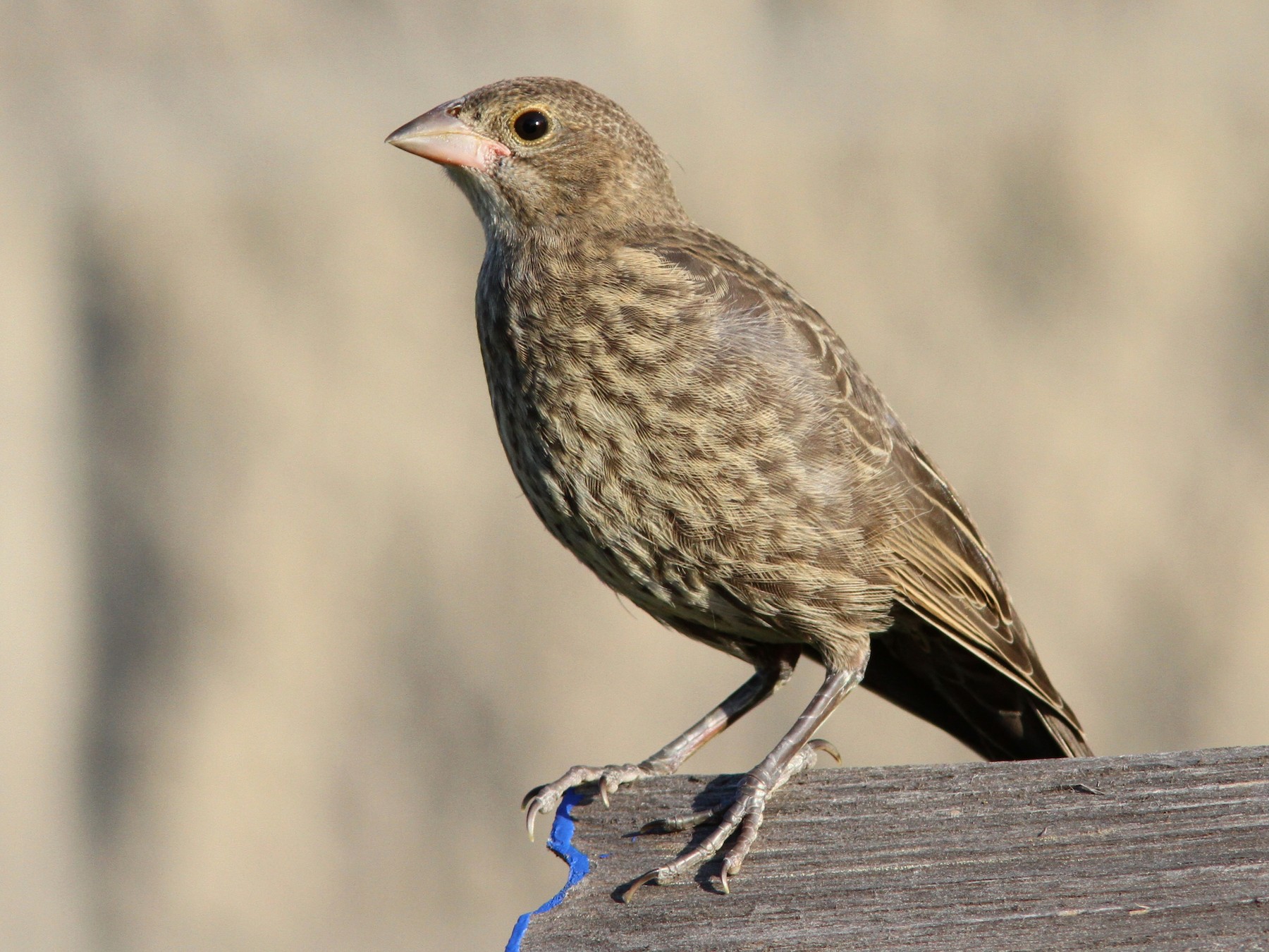 Brown-headed Cowbird - Sean Fitzgerald