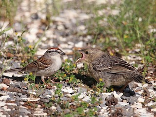 幼鳥 (with Chipping Sparrow) - Christophe Buidin - ML306622081